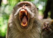 Monyet Serang Balita hingga Tewas di Pamekasan, Akhirnya Dibunuh Pemiliknya