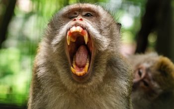 Monyet Serang Balita hingga Tewas di Pamekasan, Akhirnya Dibunuh Pemiliknya