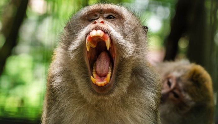 Monyet Serang Balita hingga Tewas di Pamekasan, Akhirnya Dibunuh Pemiliknya